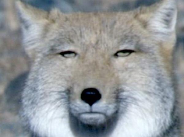 今の感情を画像で!