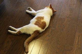 顔に見えちゃう画像（心霊モノは除く）