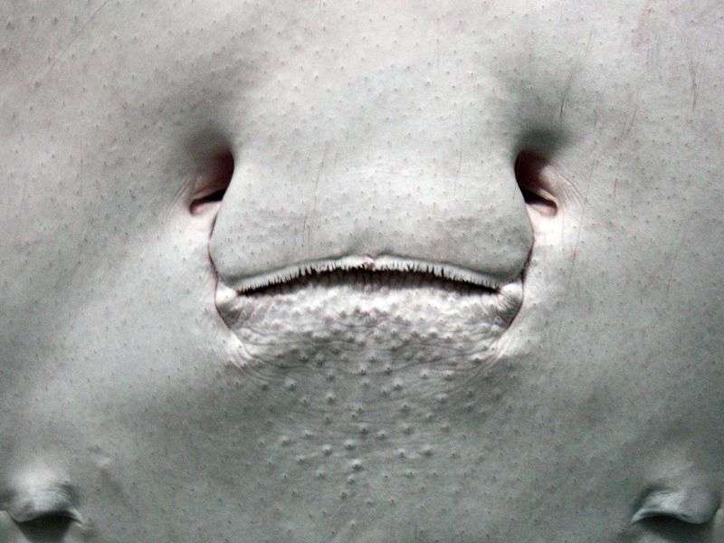 顔に見えちゃう画像（心霊モノは除く）