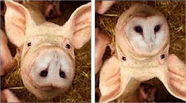 顔に見えちゃう画像（心霊モノは除く）