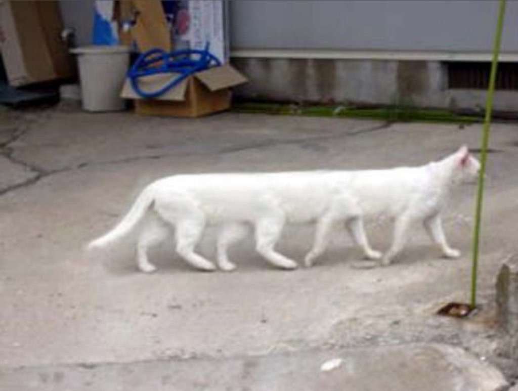 笑えるコラ画像ください