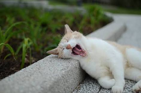 ガルちゃん猫カフェ5号店オープンしました