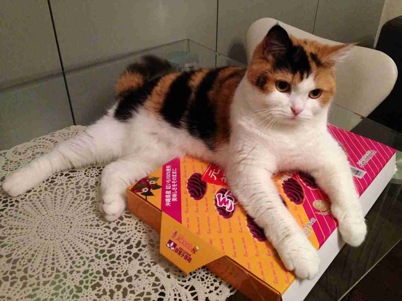 ガルちゃん猫カフェ5号店オープンしました