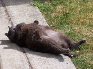 ガルちゃん猫カフェ5号店オープンしました