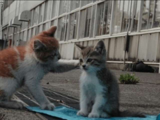 ガルちゃん猫カフェ5号店オープンしました