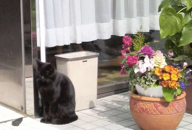 ガルちゃん猫カフェ5号店オープンしました