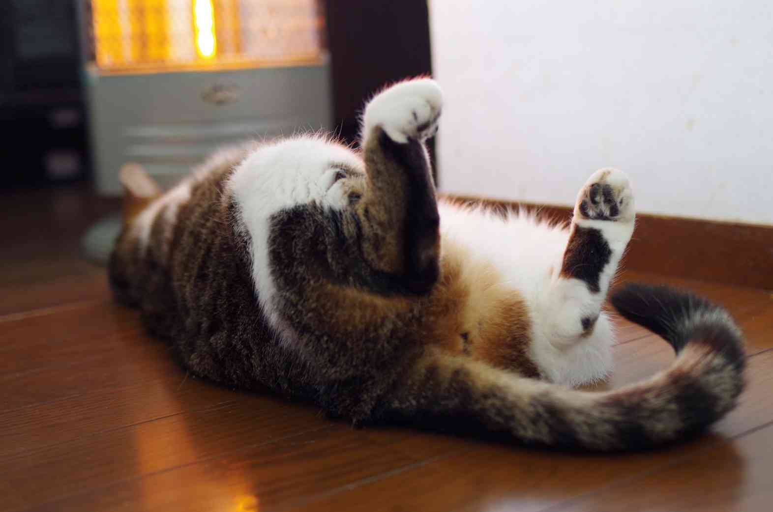 ガルちゃん猫カフェ5号店オープンしました