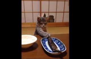 ガルちゃん猫カフェ5号店オープンしました
