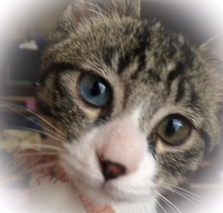 ガルちゃん猫カフェ5号店オープンしました