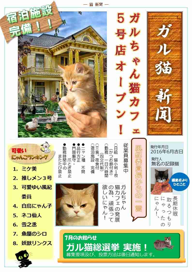 ガルちゃん猫カフェ5号店オープンしました