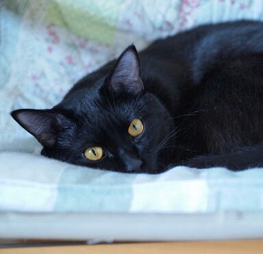 ガルちゃん猫カフェ5号店オープンしました