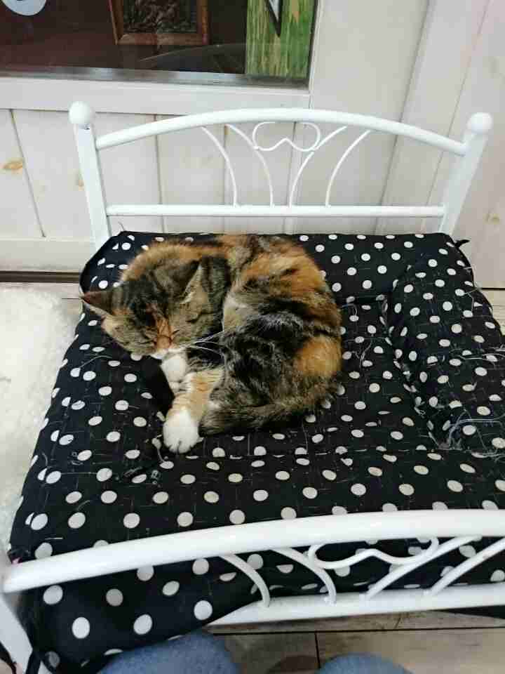 ガルちゃん猫カフェ5号店オープンしました