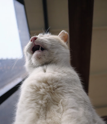 ガルちゃん猫カフェ5号店オープンしました