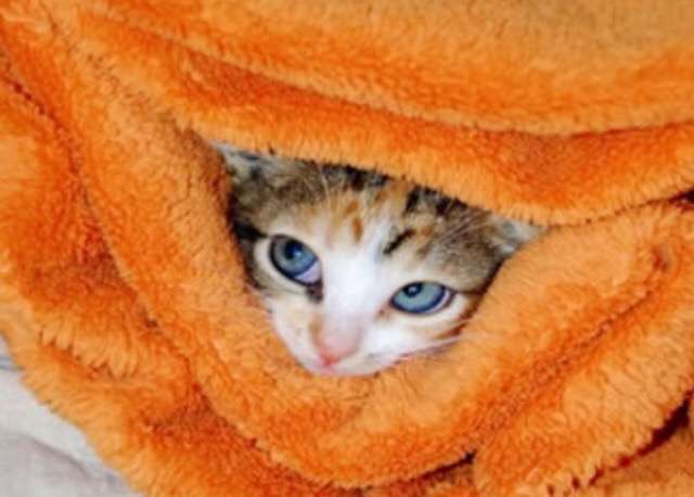 ガルちゃん猫カフェ5号店オープンしました