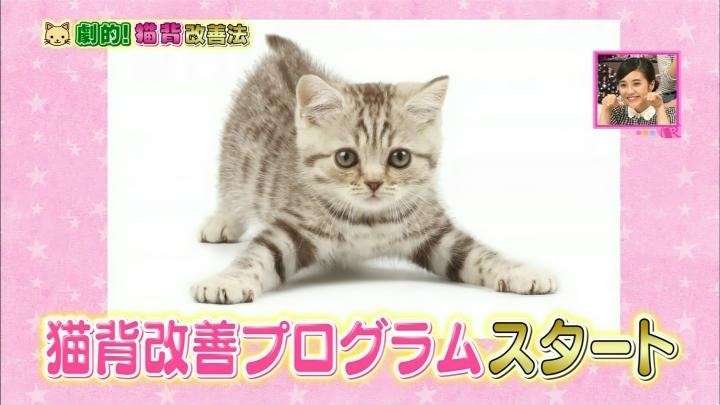 ガルちゃん猫カフェ5号店オープンしました