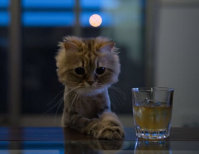 ガルちゃん猫カフェ5号店オープンしました