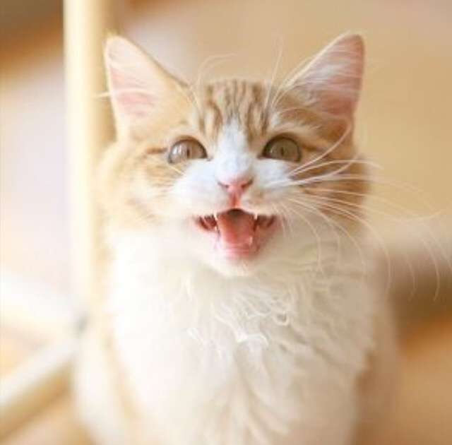 ガルちゃん猫カフェ5号店オープンしました