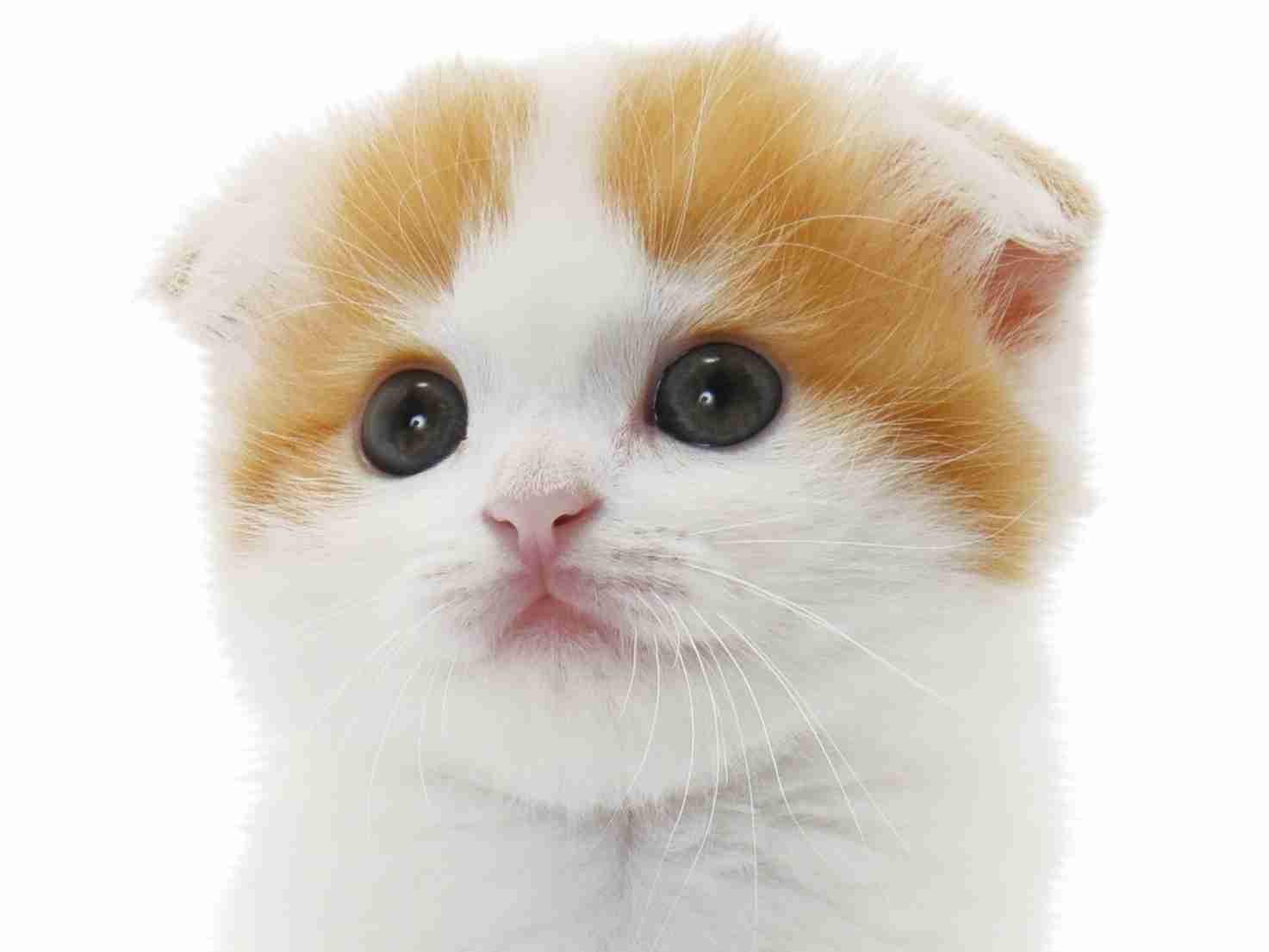 ガルちゃん猫カフェ5号店オープンしました