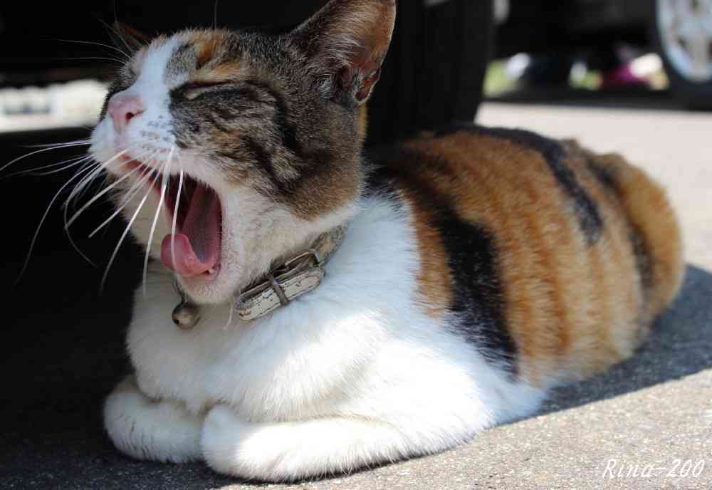 ガルちゃん猫カフェ5号店オープンしました