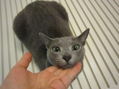 ガルちゃん猫カフェ5号店オープンしました