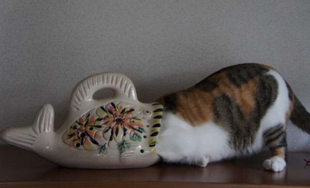 ガルちゃん猫カフェ5号店オープンしました
