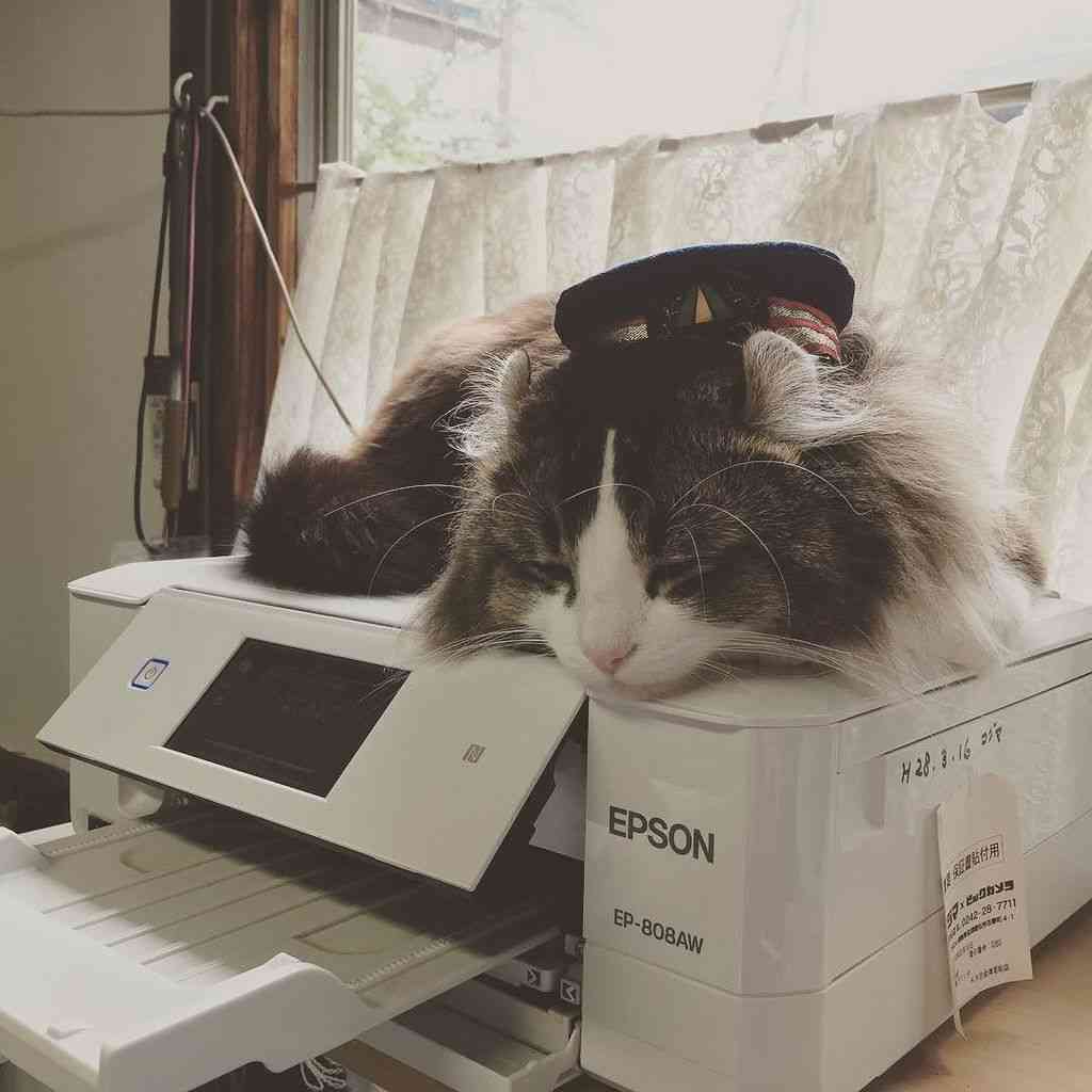 ガルちゃん猫カフェ5号店オープンしました