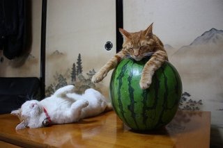 ガルちゃん猫カフェ5号店オープンしました