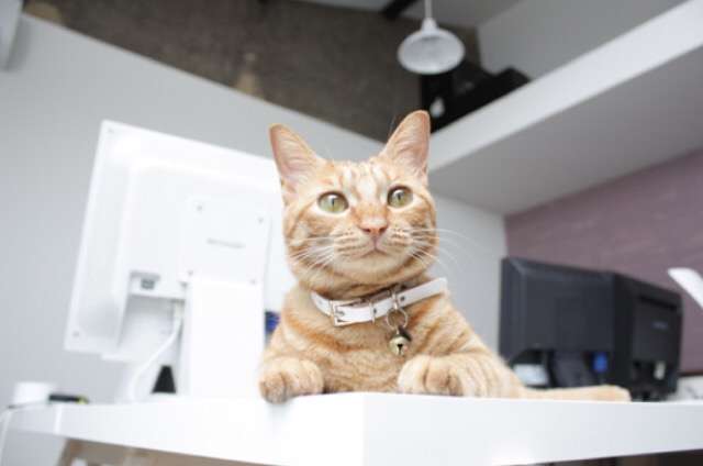 ガルちゃん猫カフェ5号店オープンしました