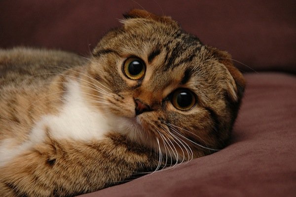 ガルちゃん猫カフェ5号店オープンしました