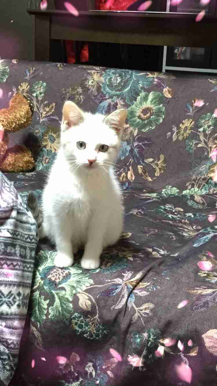 ガルちゃん猫カフェ5号店オープンしました