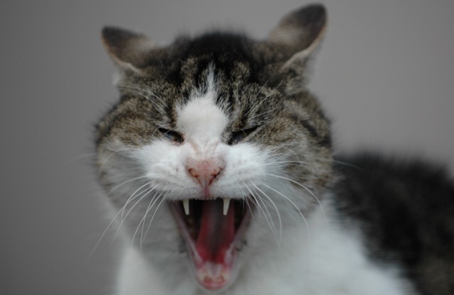ガルちゃん猫カフェ5号店オープンしました