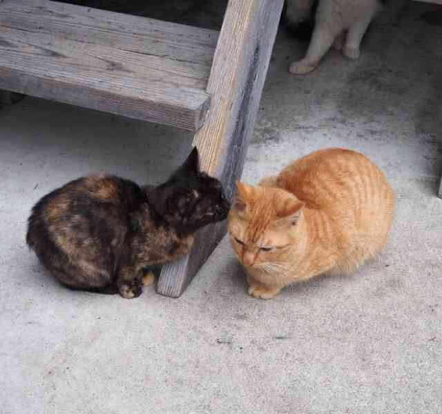 ガルちゃん猫カフェ5号店オープンしました