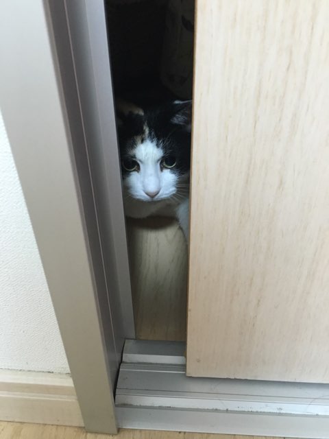 ガルちゃん猫カフェ5号店オープンしました