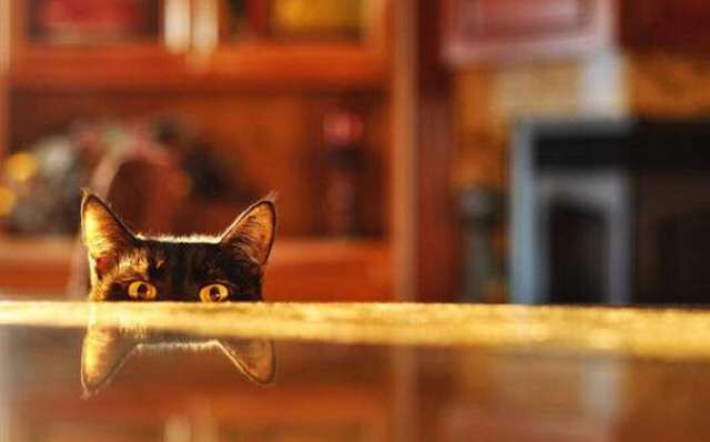 ガルちゃん猫カフェ5号店オープンしました