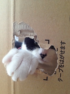 ガルちゃん猫カフェ5号店オープンしました