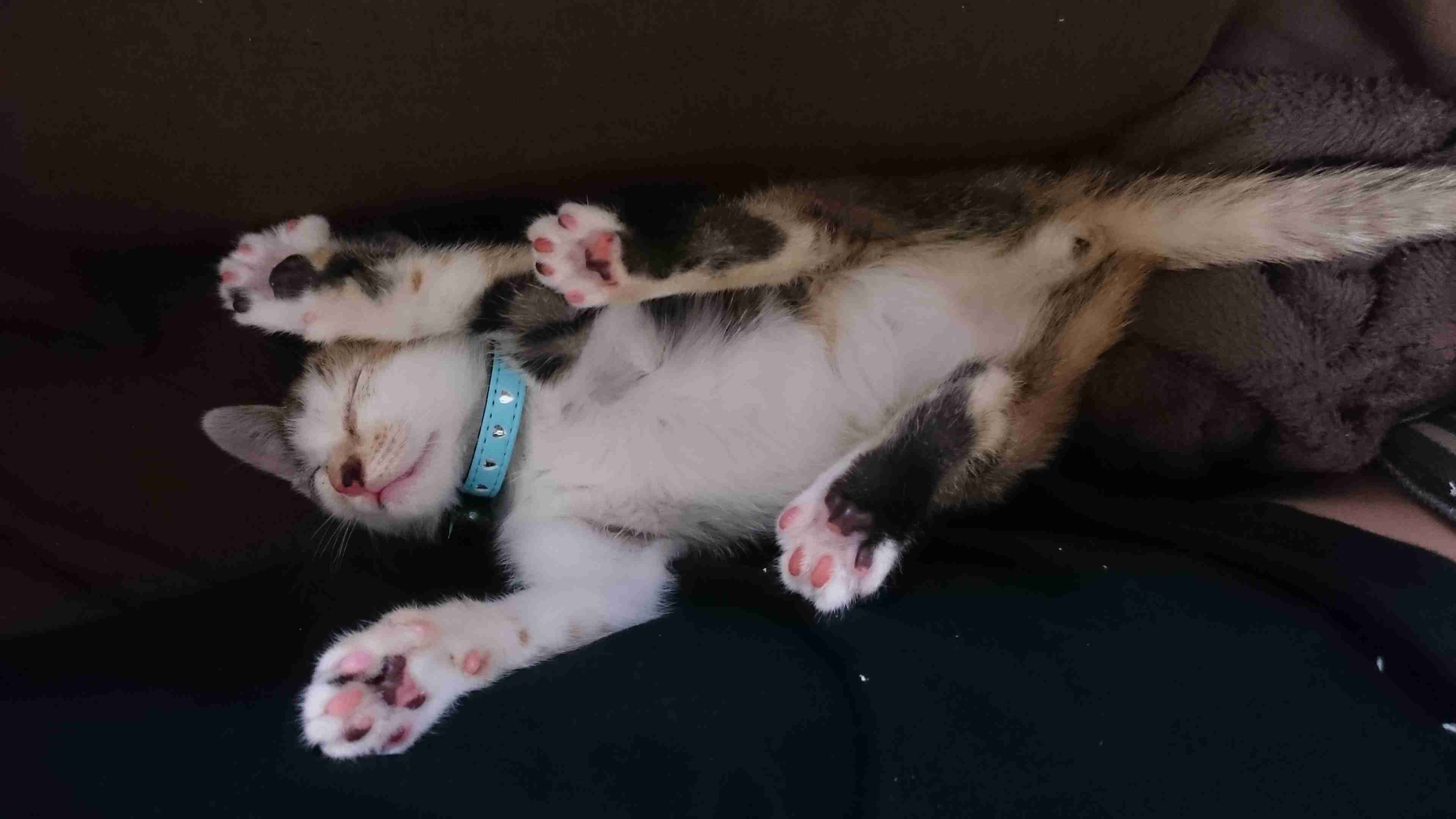 ガルちゃん猫カフェ5号店オープンしました