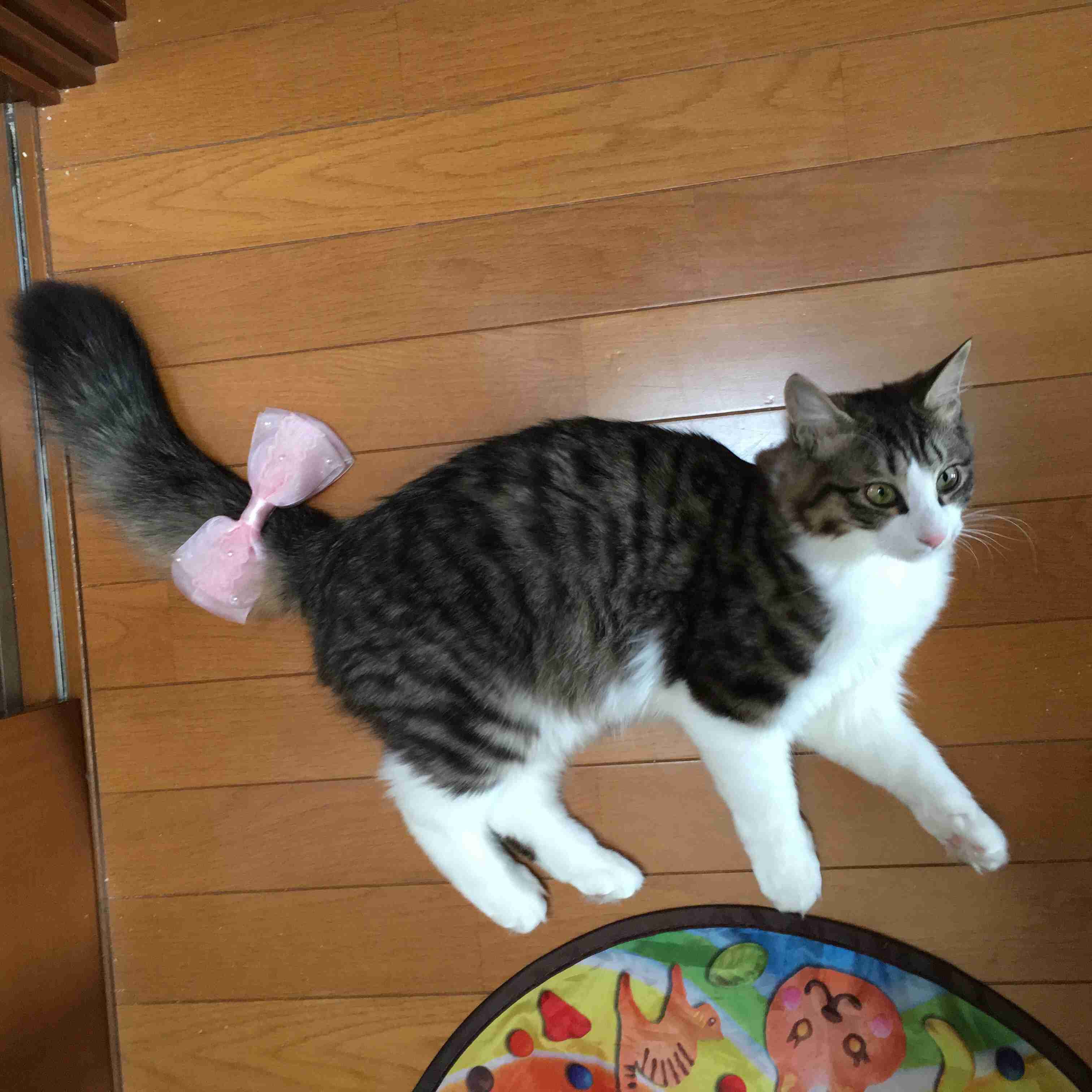 ガルちゃん猫カフェ5号店オープンしました