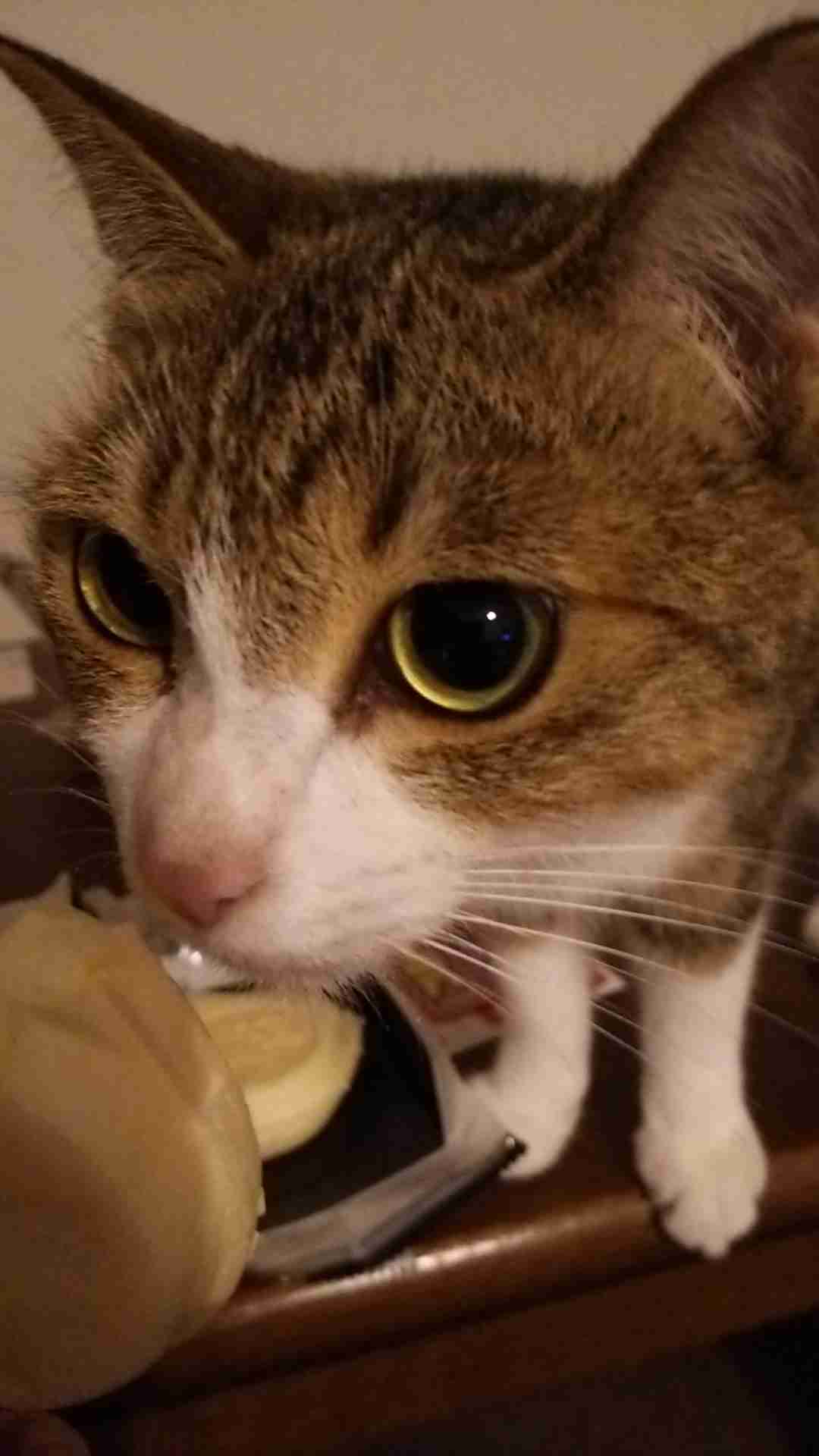 ガルちゃん猫カフェ5号店オープンしました