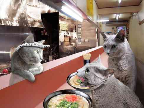 ガルちゃん猫カフェ5号店オープンしました