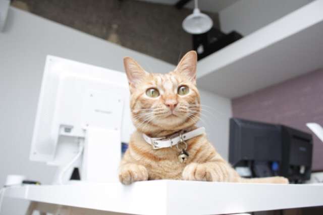 ガルちゃん猫カフェ5号店オープンしました