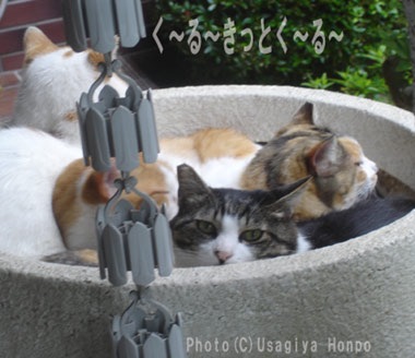 ガルちゃん猫カフェ5号店オープンしました
