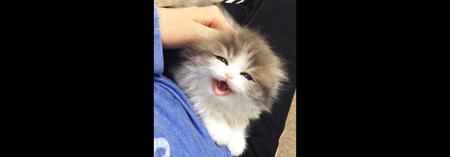 ガルちゃん猫カフェ5号店オープンしました