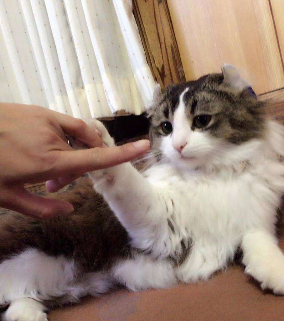 ガルちゃん猫カフェ5号店オープンしました