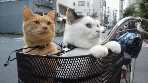 ガルちゃん猫カフェ5号店オープンしました