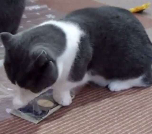 ガルちゃん猫カフェ5号店オープンしました