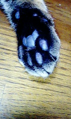 ガルちゃん猫カフェ5号店オープンしました