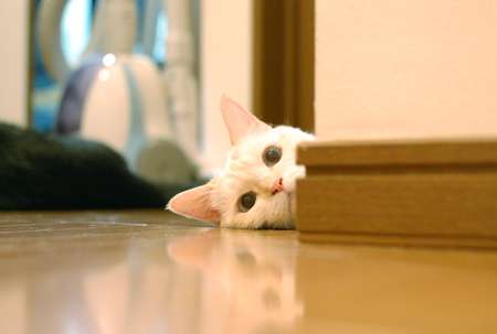 ガルちゃん猫カフェ5号店オープンしました