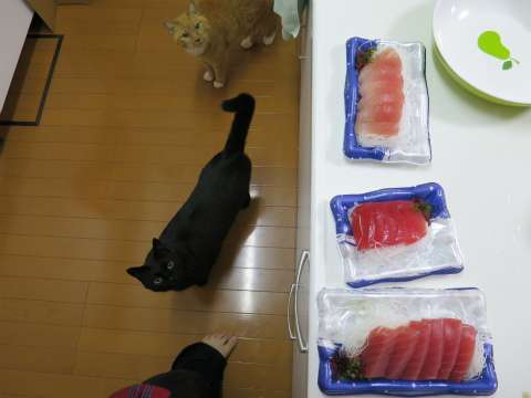 ガルちゃん猫カフェ5号店オープンしました