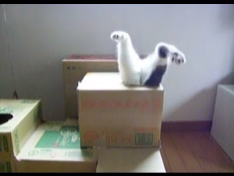 ガルちゃん猫カフェ5号店オープンしました
