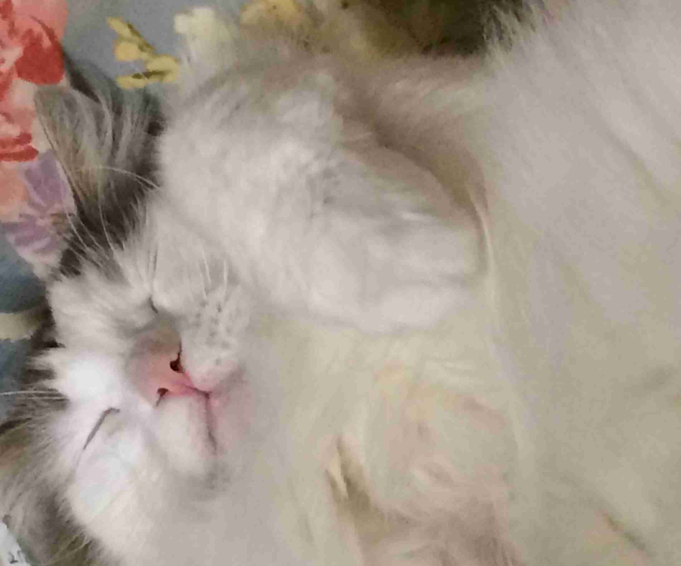 ガルちゃん猫カフェ5号店オープンしました